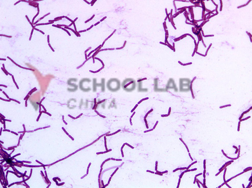 Prepared Microscope Slide - Gram +ve and Gram -ve Bacilli W.M.